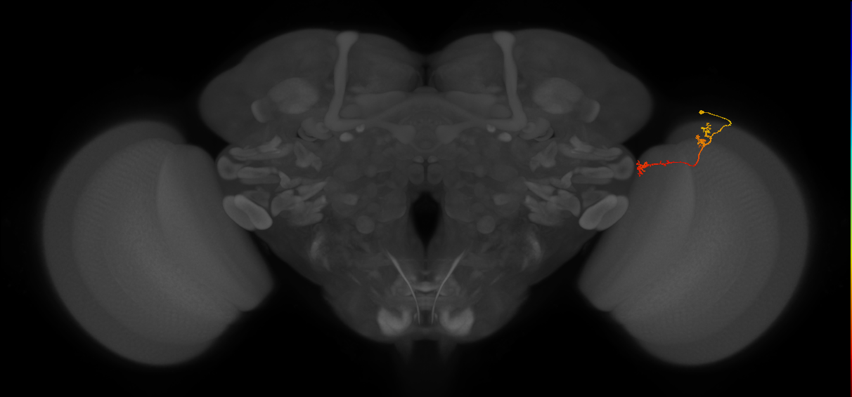 Tm5Y_R (MaleCNS:102442)