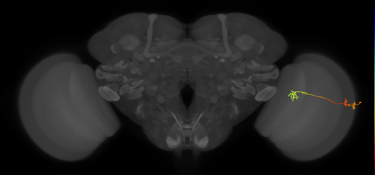 Tm5Y_R (MaleCNS:76171)