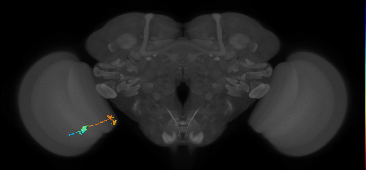 Tm5Y_L (MaleCNS:66362)
