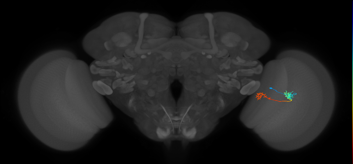 Tm5Y_R (MaleCNS:68557)