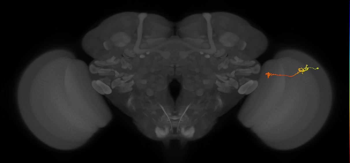 Tm5Y_R (MaleCNS:526602)