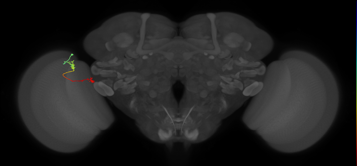 Tm5Y_L (MaleCNS:138808)