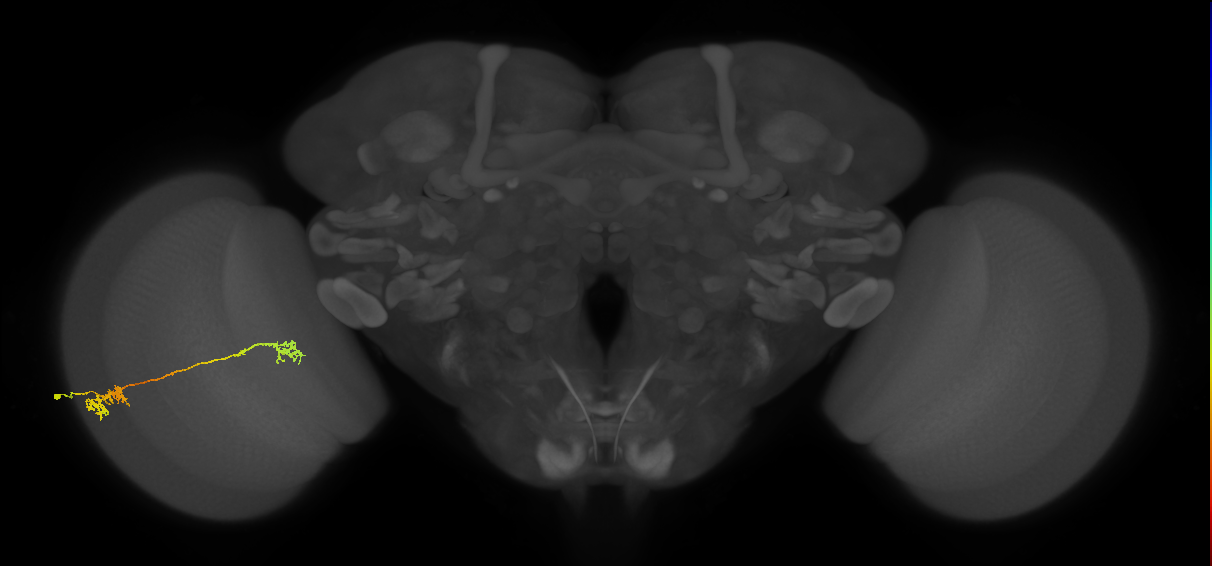 Tm5Y_L (MaleCNS:518560)