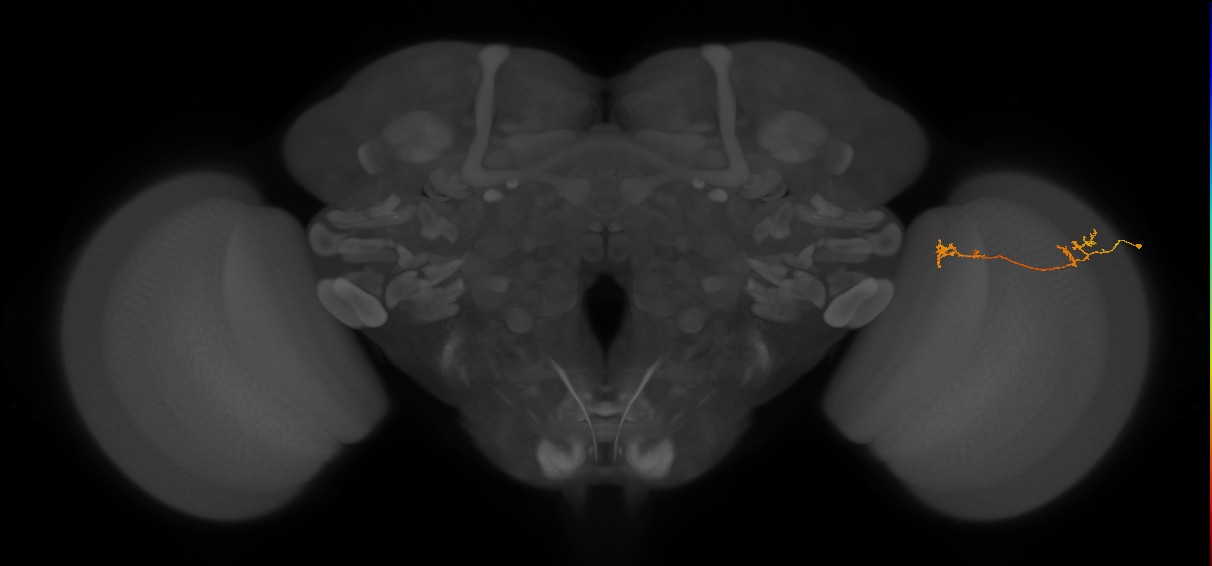 Tm5Y_R (MaleCNS:93790)