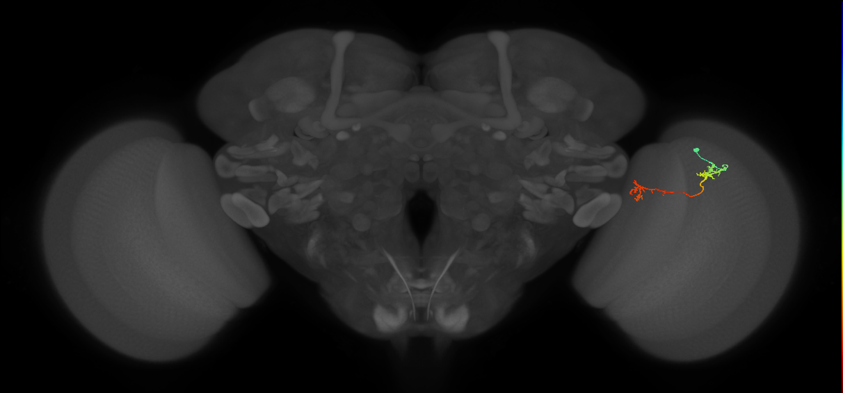 Tm5Y_R (MaleCNS:86882)