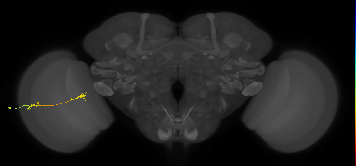 Tm5Y_L (MaleCNS:58283)