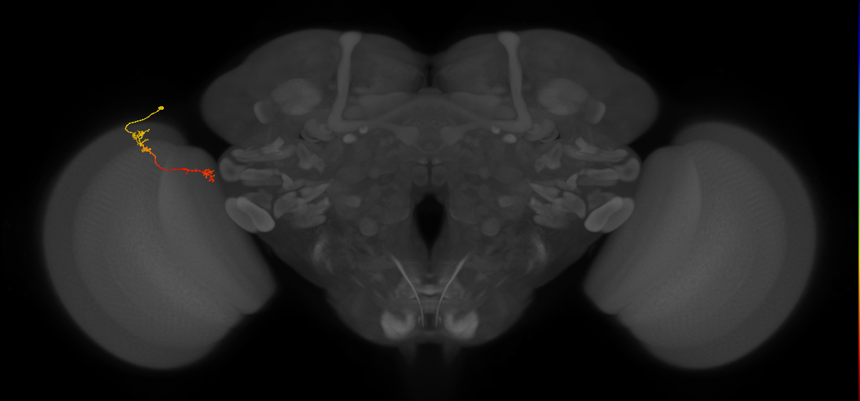 Tm5Y_L (MaleCNS:529960)