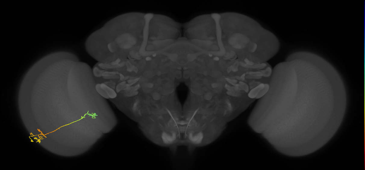 Tm5Y_L (MaleCNS:535572)