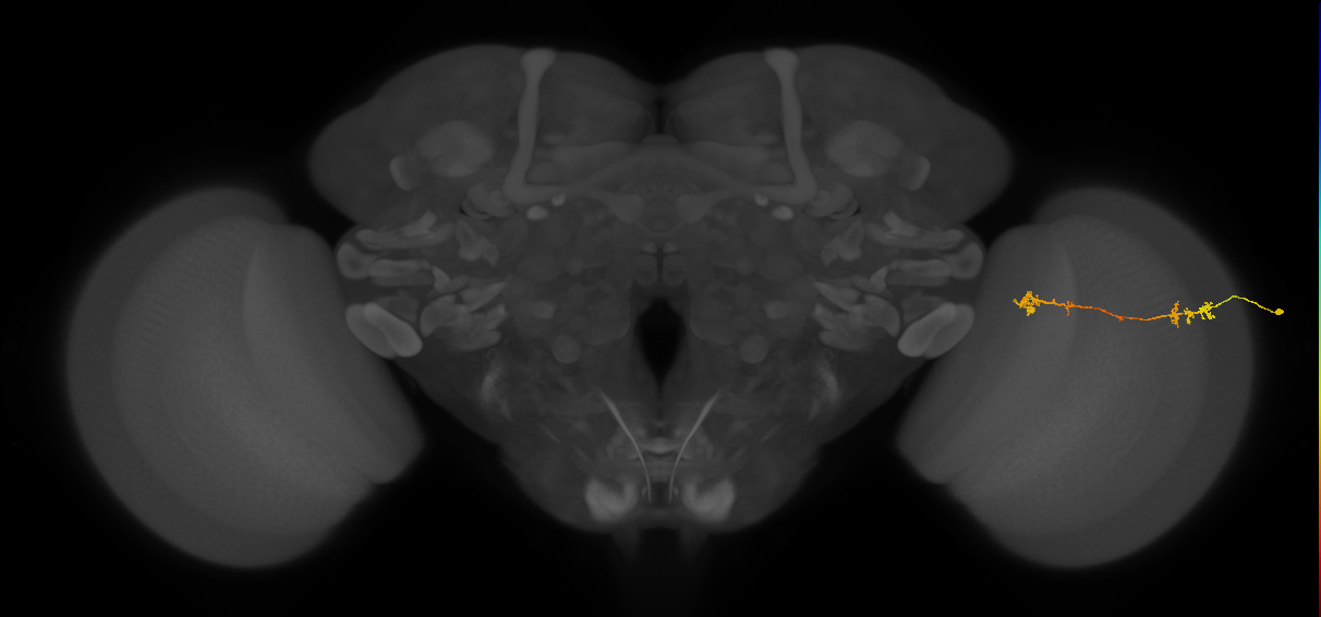 Tm5Y_R (MaleCNS:79604)