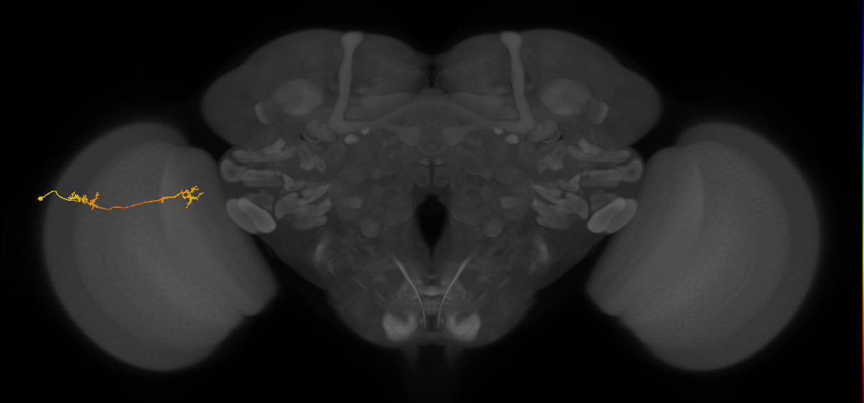 Tm5Y_L (MaleCNS:542828)