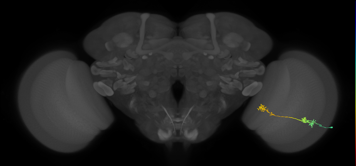 Tm5Y_R (MaleCNS:57594)