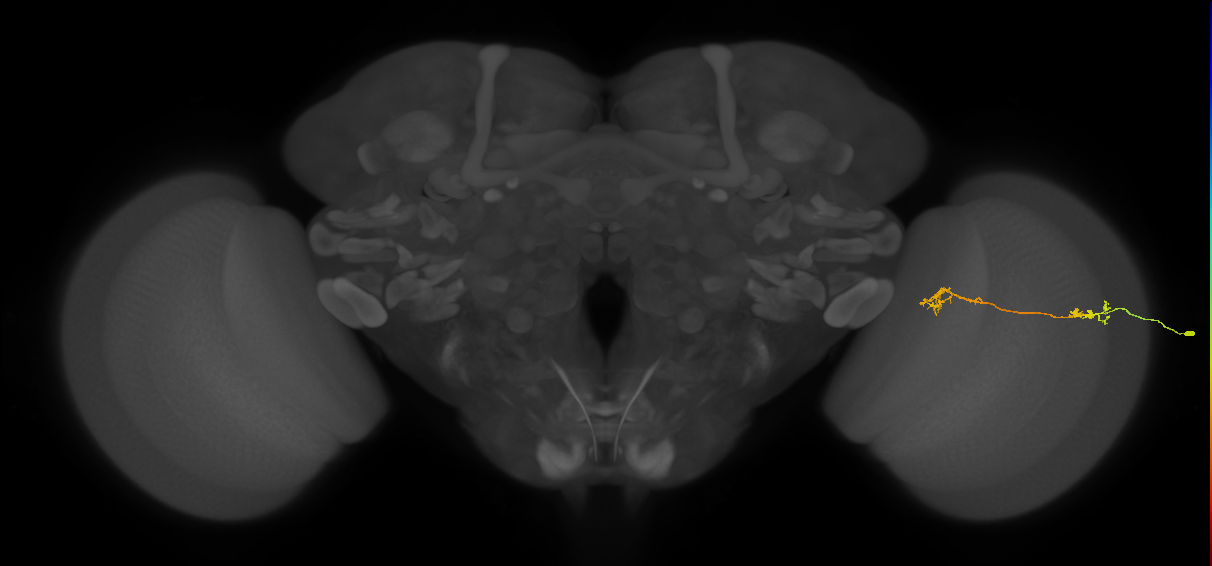 Tm5Y_R (MaleCNS:113116)