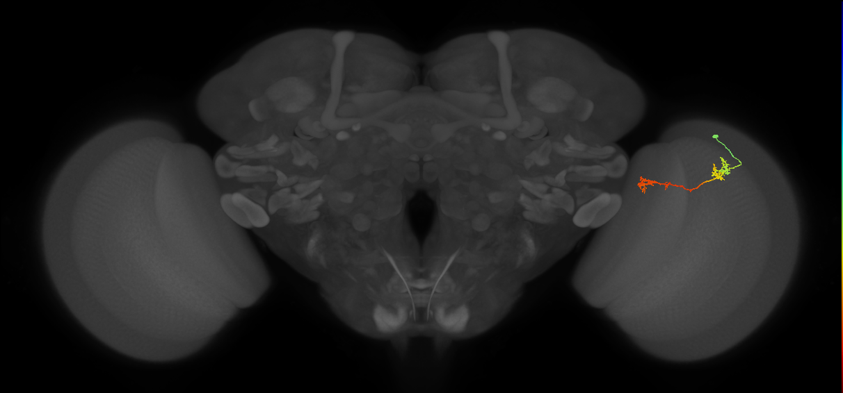 Tm5Y_R (MaleCNS:90249)