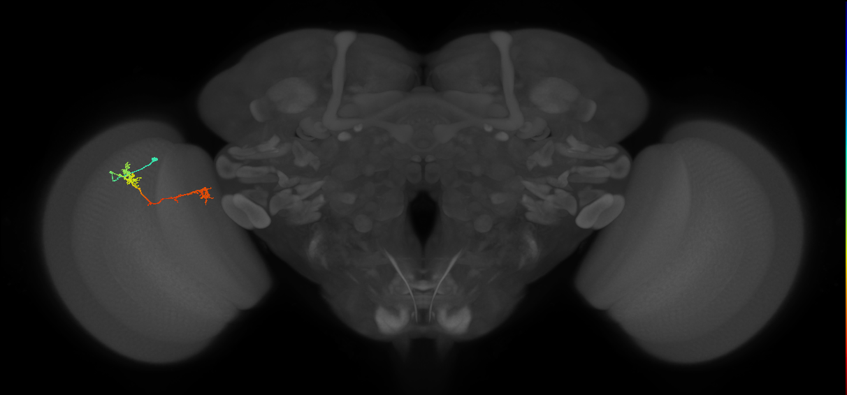 Tm5Y_L (MaleCNS:517909)