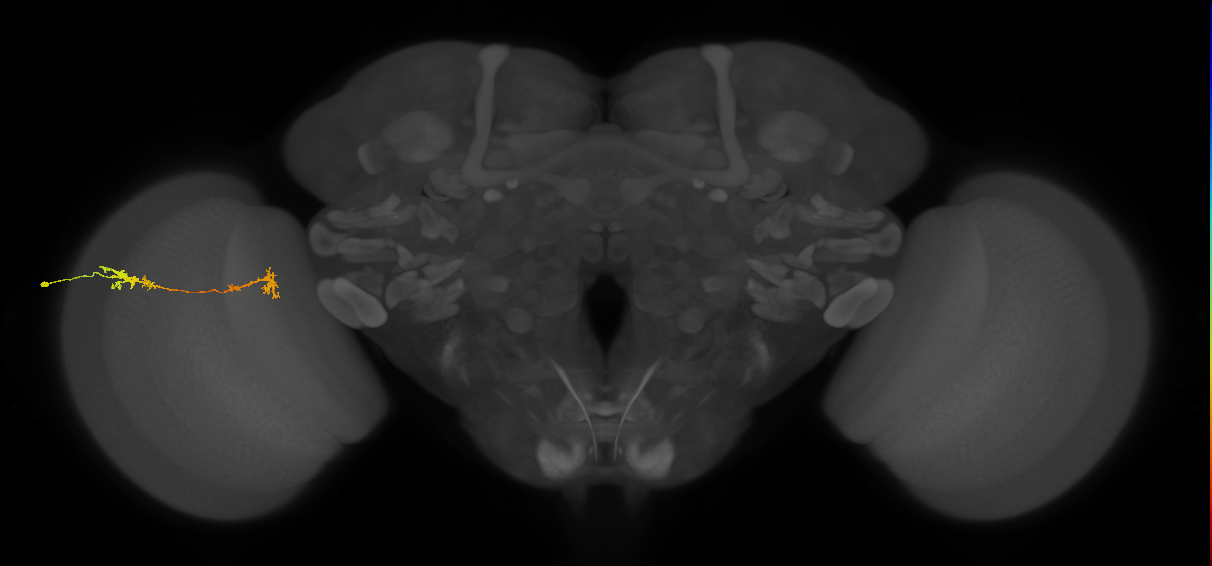 Tm5Y_L (MaleCNS:79049)
