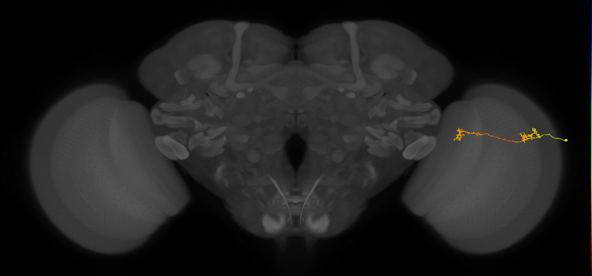 Tm5Y_R (MaleCNS:122225)