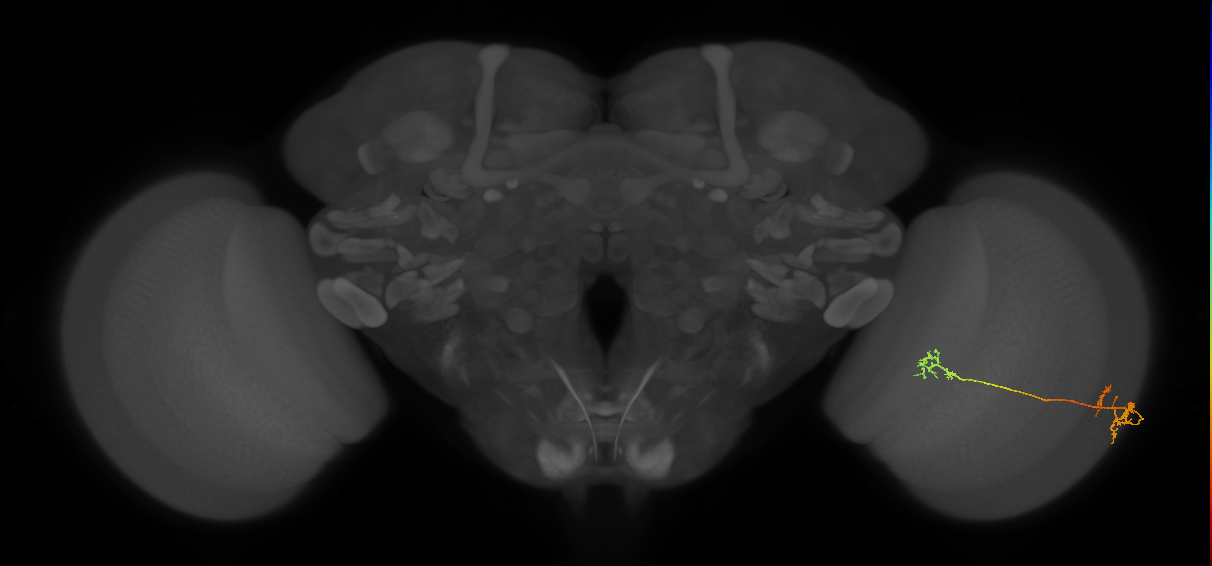Tm5Y_R (MaleCNS:72326)