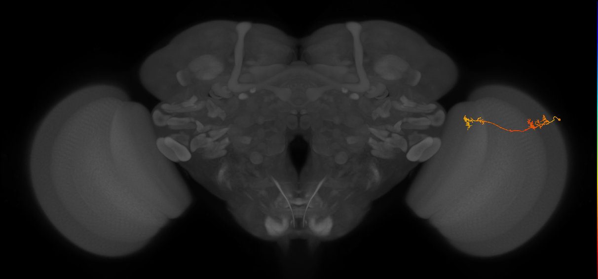 Tm5Y_R (MaleCNS:96503)