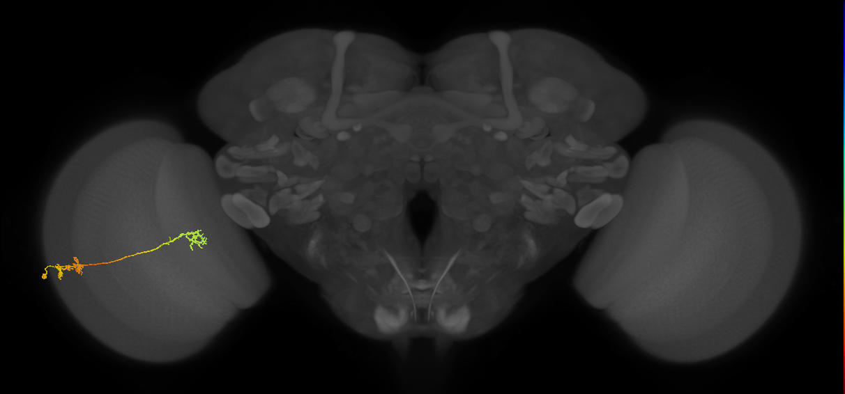 Tm5Y_L (MaleCNS:529595)
