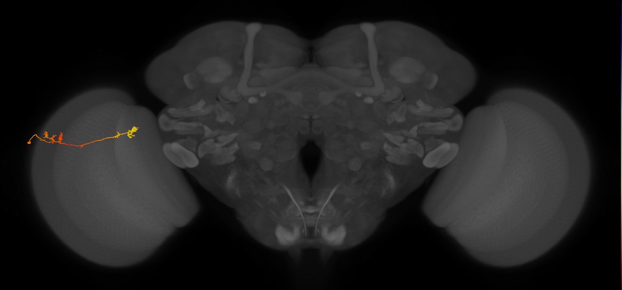 Tm5Y_L (MaleCNS:50253)