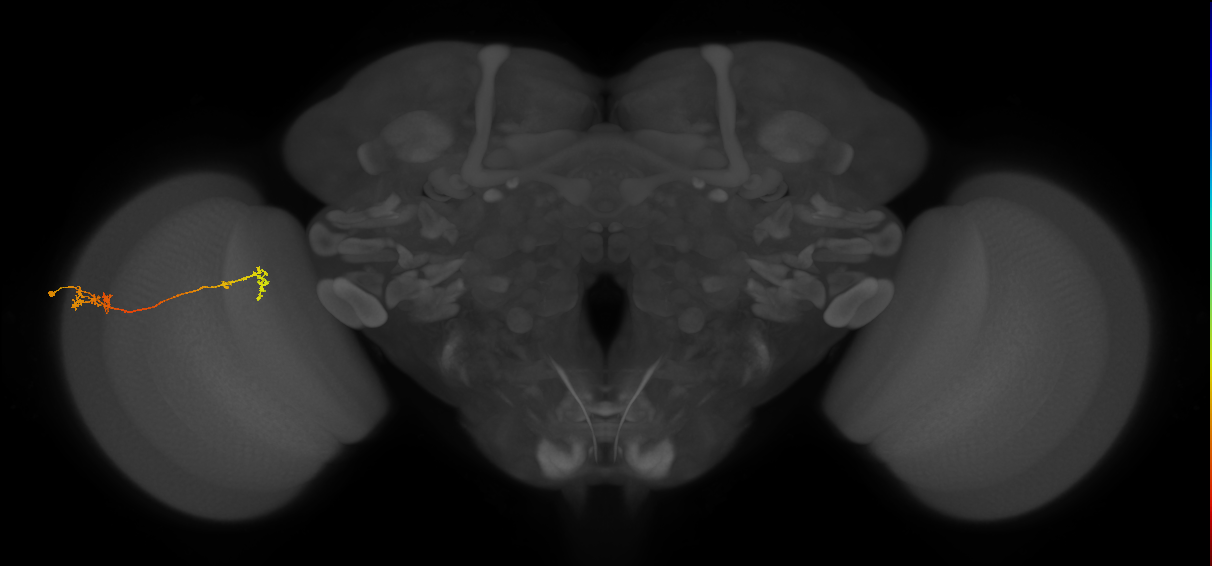Tm5Y_L (MaleCNS:526568)