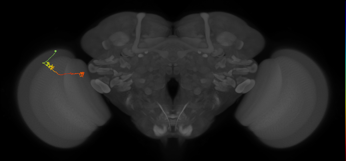 Tm5Y_L (MaleCNS:519274)