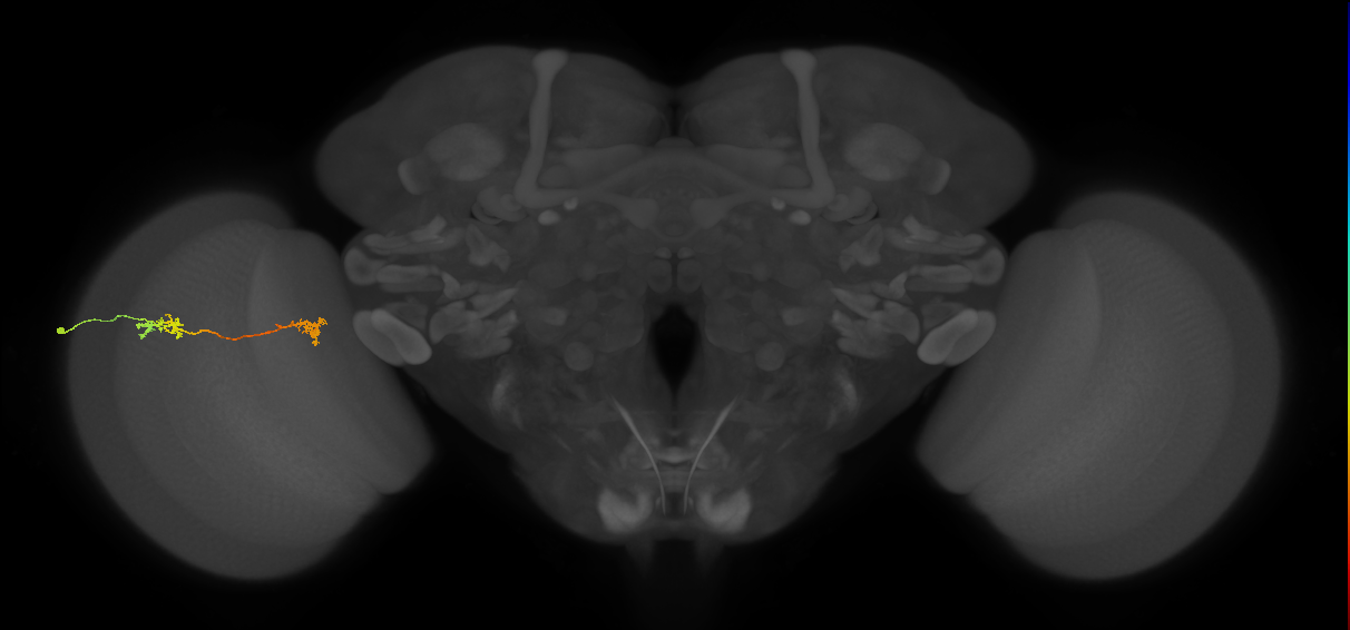 Tm5Y_L (MaleCNS:102961)