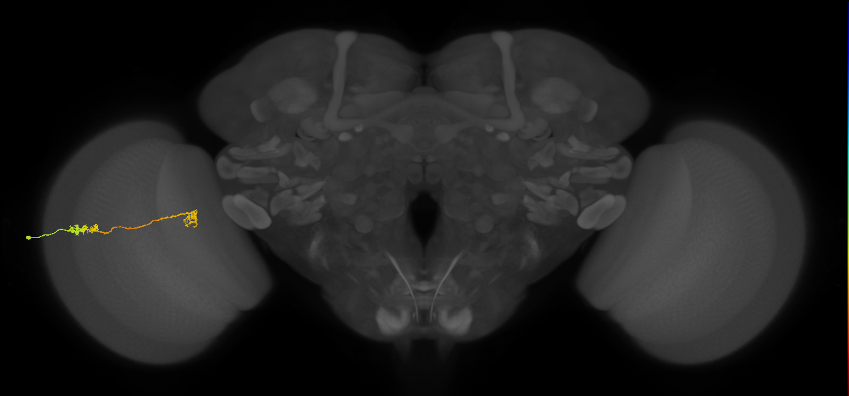 Tm5Y_L (MaleCNS:545073)