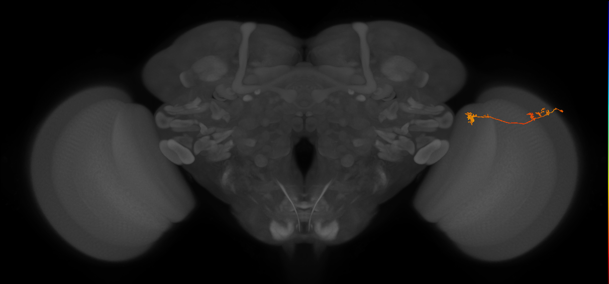 Tm5Y_R (MaleCNS:96322)