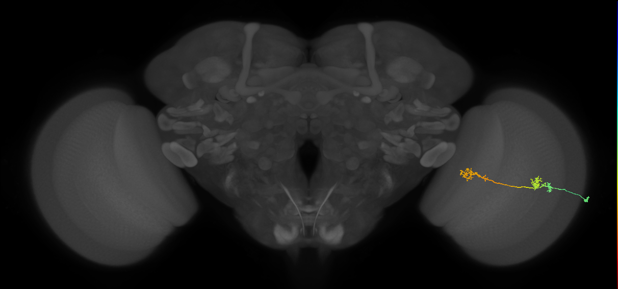 Tm5Y_R (MaleCNS:62792)