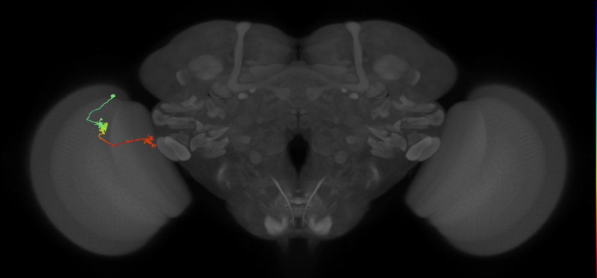 Tm5Y_L (MaleCNS:162667)