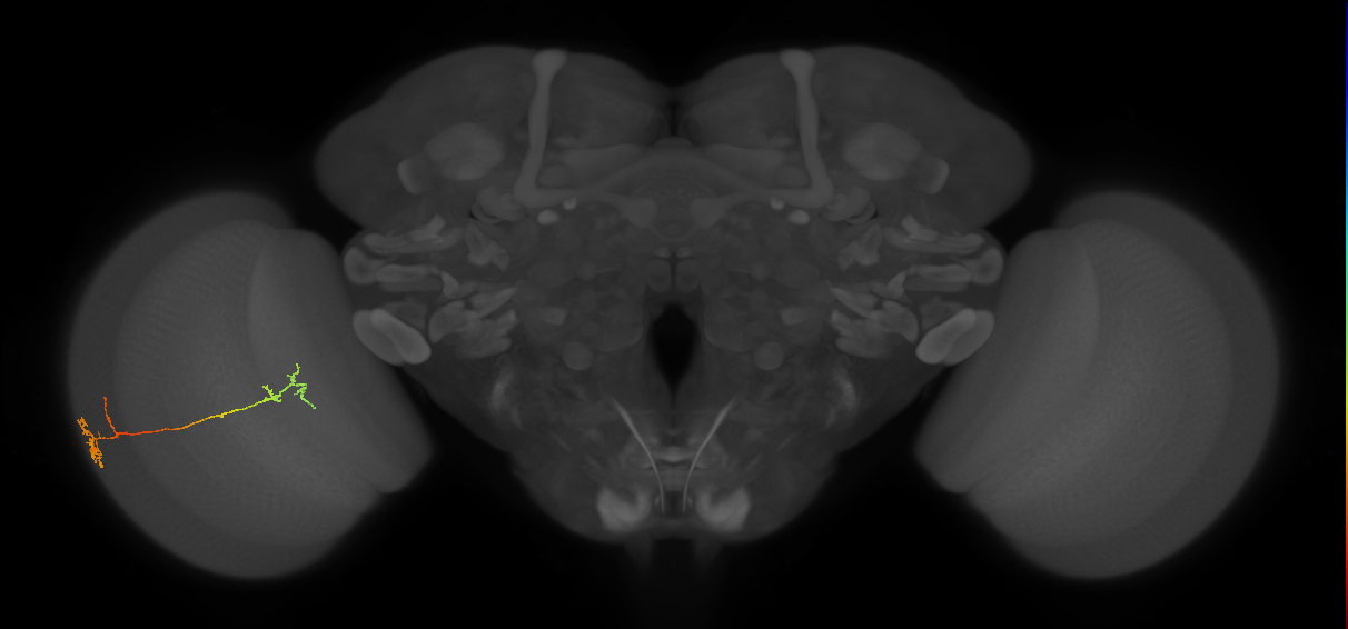 Tm5Y_L (MaleCNS:516835)