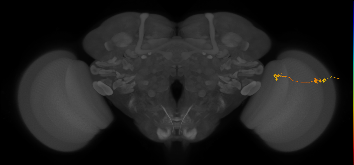 Tm5Y_R (MaleCNS:86719)