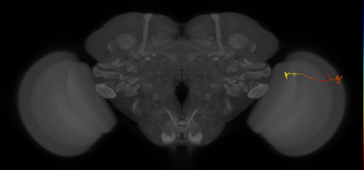 Tm5Y_R (MaleCNS:105979)