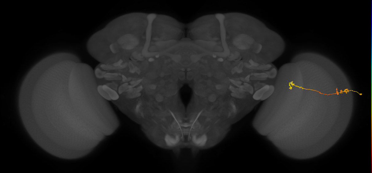 Tm5Y_R (MaleCNS:80956)