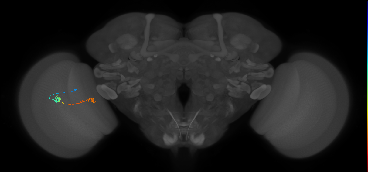Tm5Y_L (MaleCNS:544651)