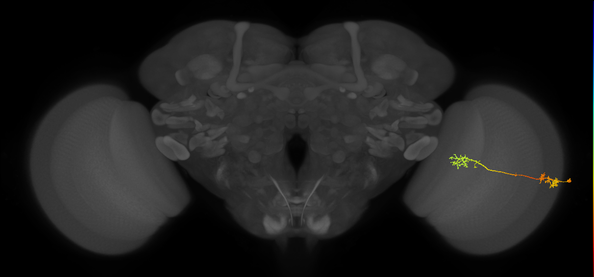 Tm5Y_R (MaleCNS:54002)