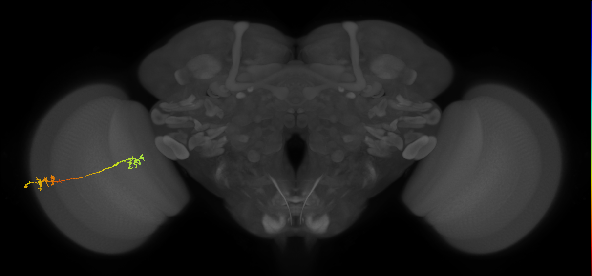 Tm5Y_L (MaleCNS:44353)