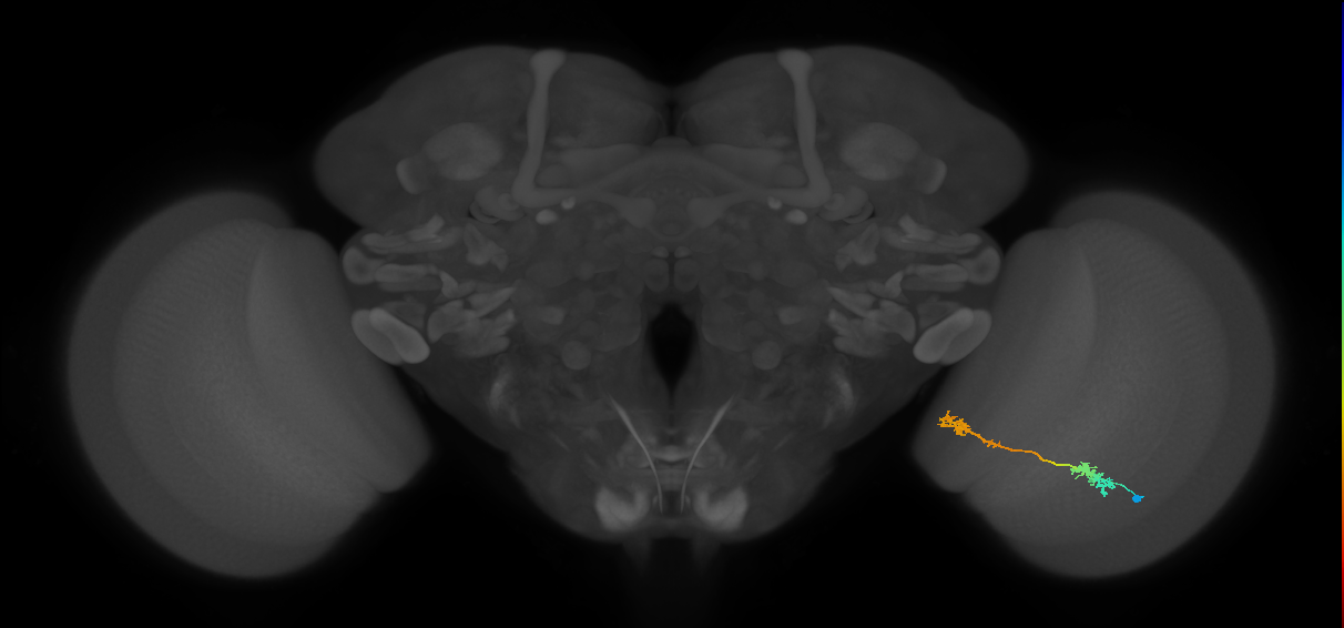 Tm5Y_R (MaleCNS:57462)