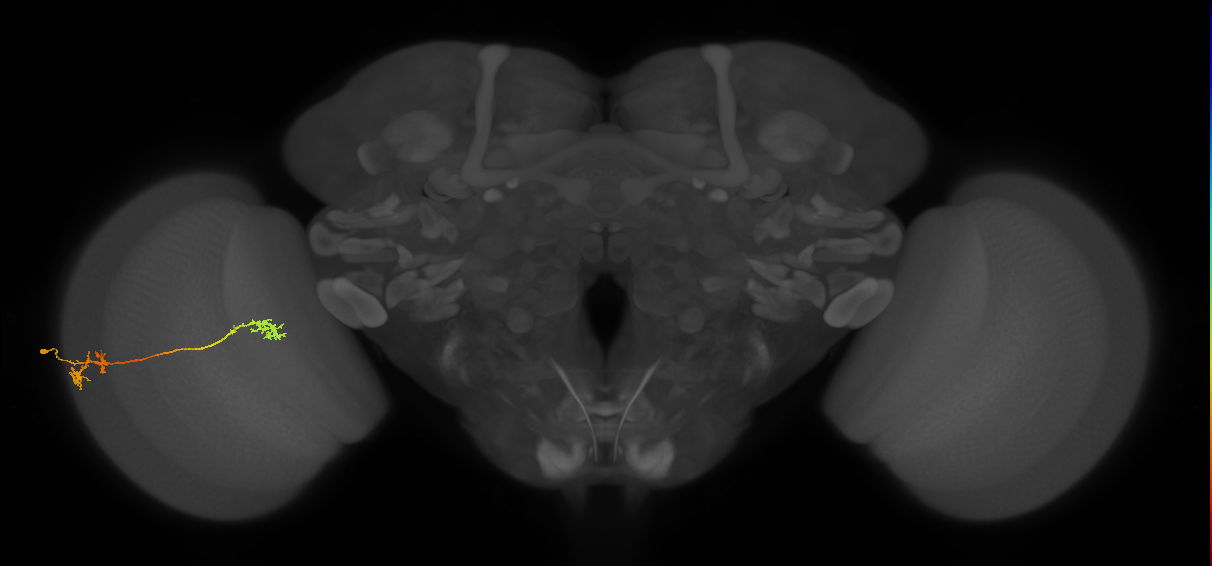 Tm5Y_L (MaleCNS:514087)