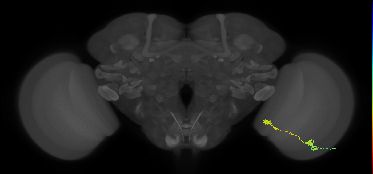 Tm5Y_R (MaleCNS:47524)
