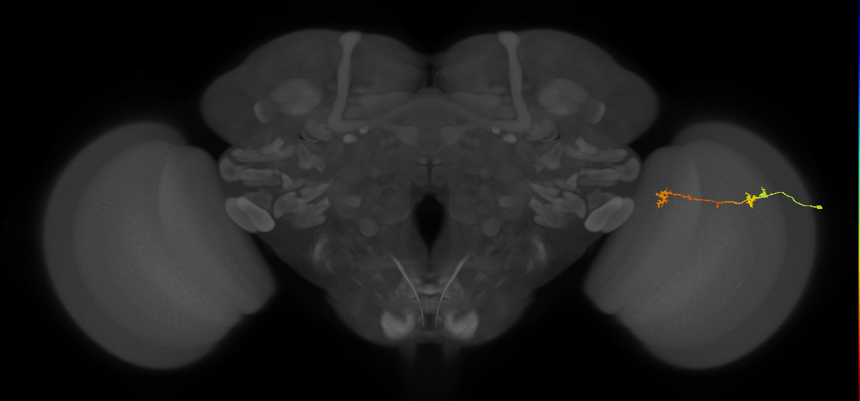Tm5Y_R (MaleCNS:78248)