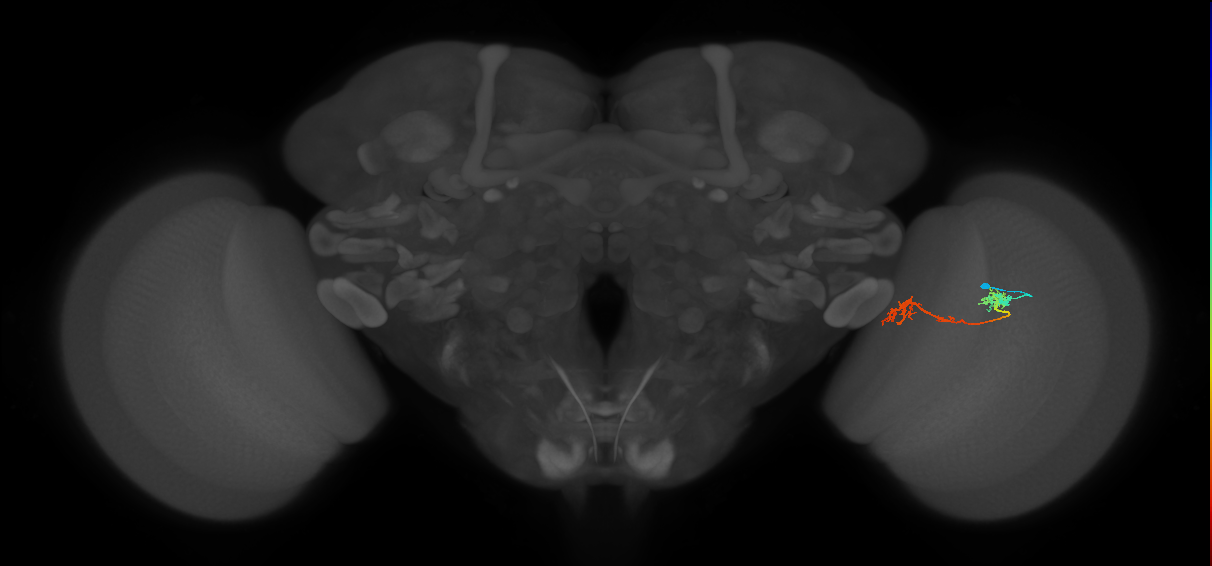 Tm5Y_R (MaleCNS:63830)