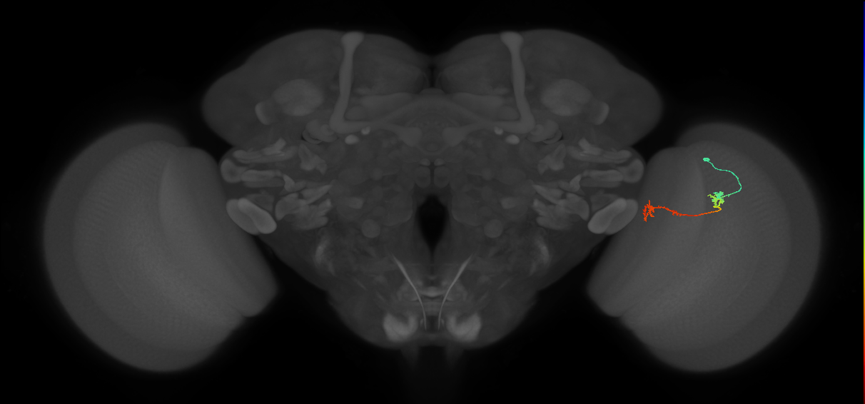 Tm5Y_R (MaleCNS:84189)