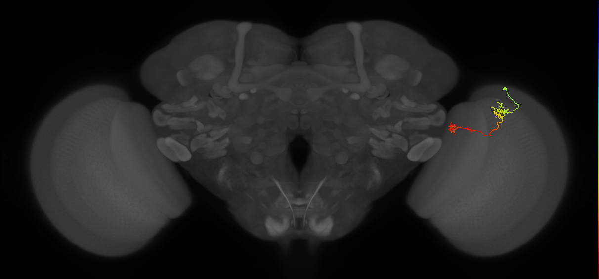 Tm5Y_R (MaleCNS:88373)