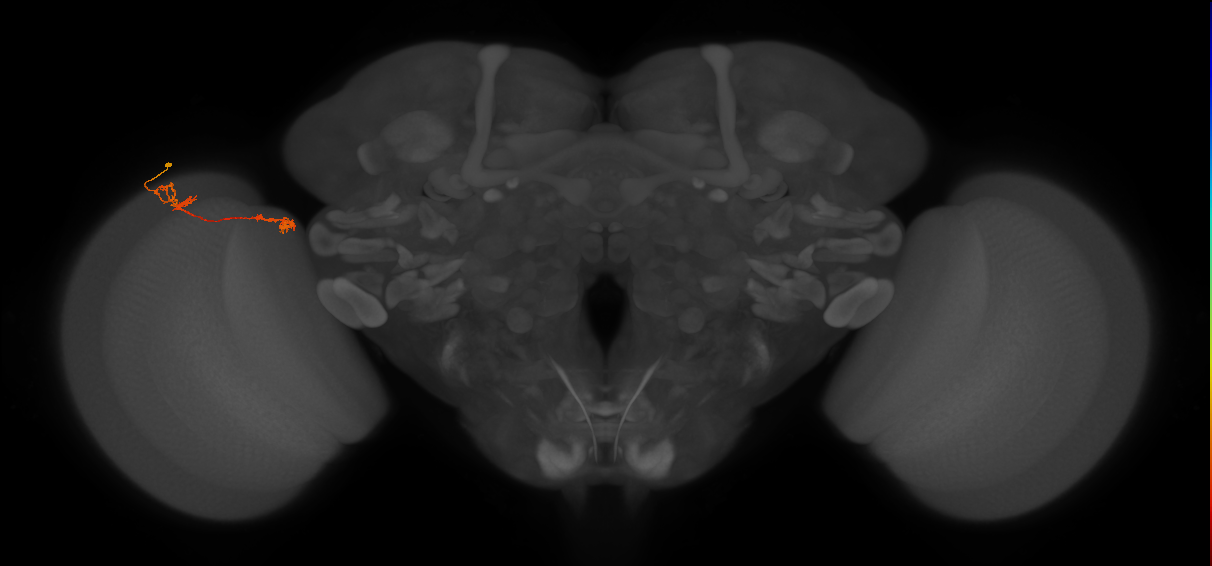 Tm5Y_L (MaleCNS:106891)
