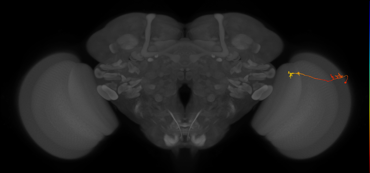 Tm5Y_R (MaleCNS:99277)