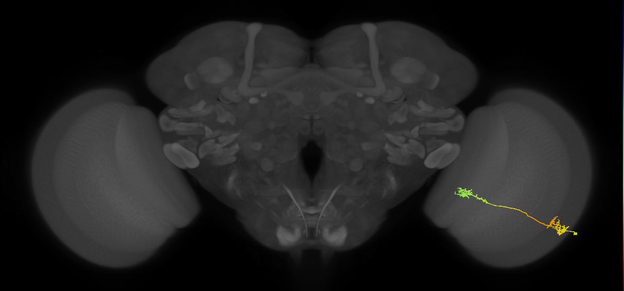 Tm5Y_R (MaleCNS:49872)