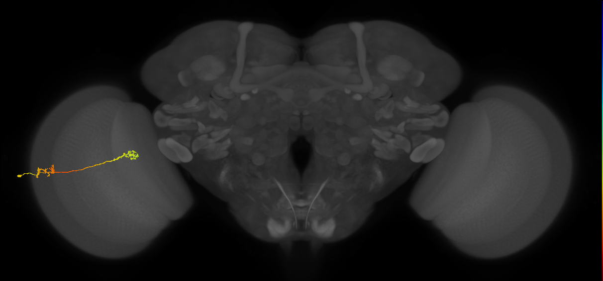Tm5Y_L (MaleCNS:531711)