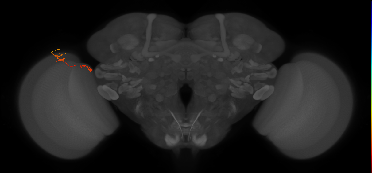 Tm5Y_L (MaleCNS:534862)